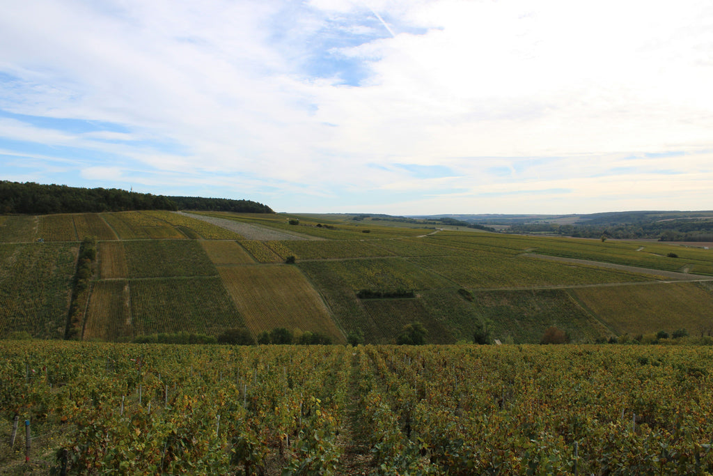 Chardonnay – Monipuolinen rypäle Chablis’sta Côte d’Or’iin