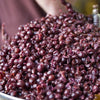 Four Pillars Bloody Shiraz Gin